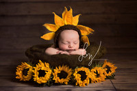Newborn baby girl, sunflower inspired shoot.  Newborn studio photography, baby photos, themed baby photos, beautiful newborn photos.